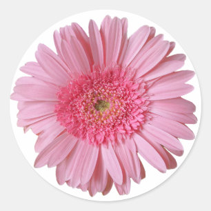Rond Sticker en marguerite rose
