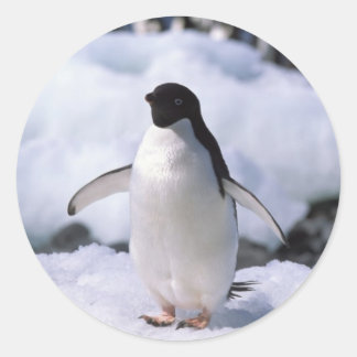 Rond Sticker en pingouin