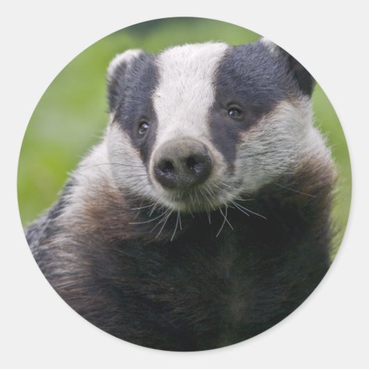 Rond Sticker européen Badger (Devant)