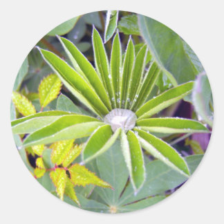 Rond Sticker Feuille Lupine rempli d'eau