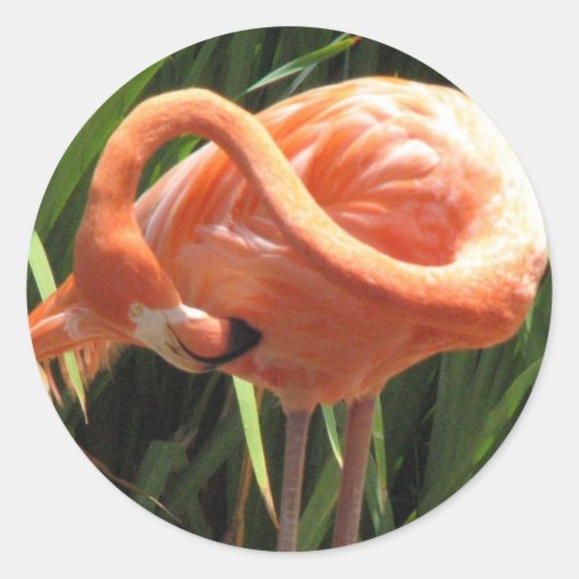 Rond Sticker Flamant rose tropical (Devant)