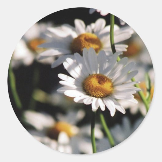 Rond Sticker fleur sauvage (Devant)