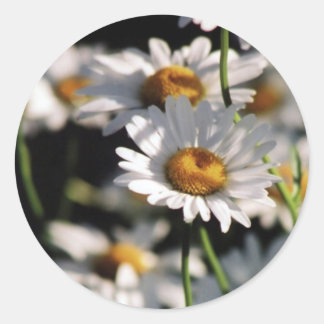 Rond Sticker fleur sauvage