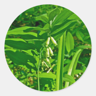 Rond Sticker Fleur sauvage de Salomon