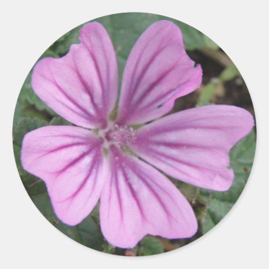 Rond Sticker Fleur sauvage violet (Devant)