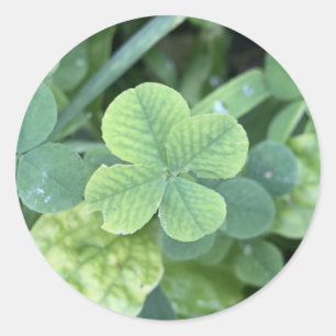 Rond Sticker four leaf clover