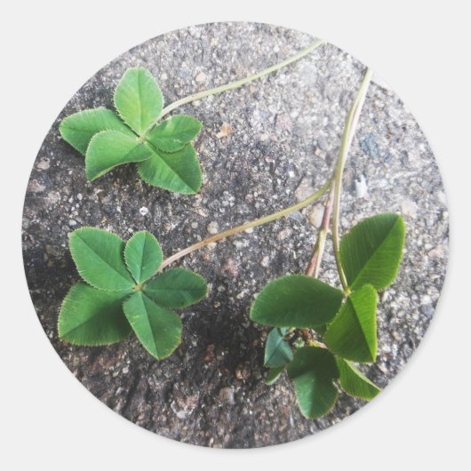 Rond Sticker Four Leaf Clovers (Devant)
