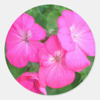 Sticker Geraniums Rose