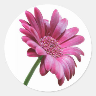 Rond Sticker Gerbera Daisy