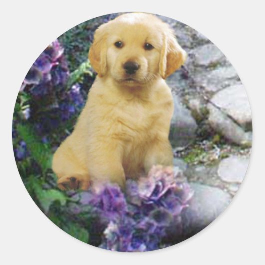 Rond Sticker Golden Retriever Hydrangia (Devant)