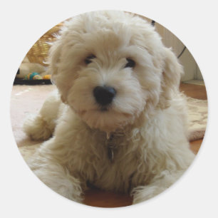 Rond Sticker Goldendoodle