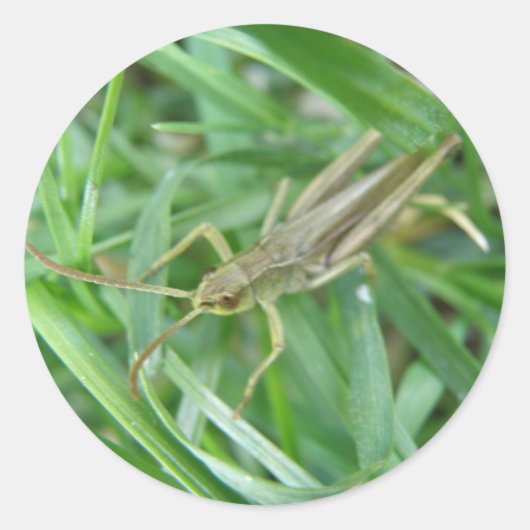 Rond Sticker Grasshopper (Devant)