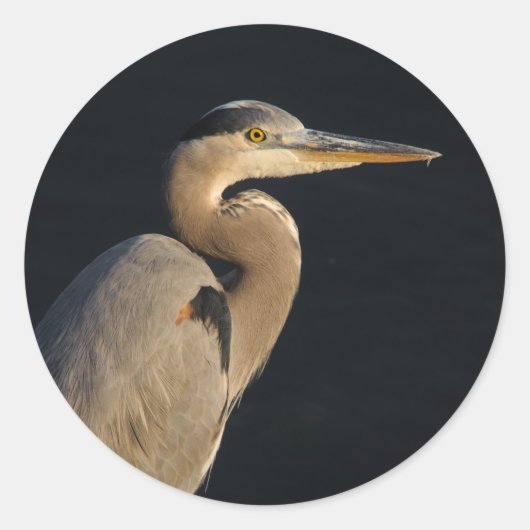 Rond Sticker Great Blue Heron (Devant)