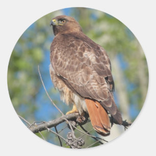 Rond Sticker Hawk 3 à queue rouge