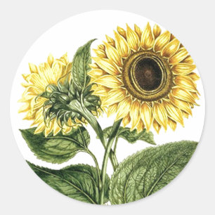 Rond Sticker Heirloom Tournesol Fleur botanique florale