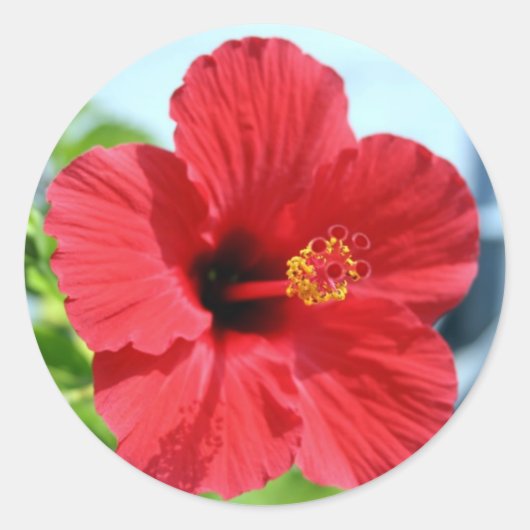 Rond Sticker Hibiscus Rouge (Devant)