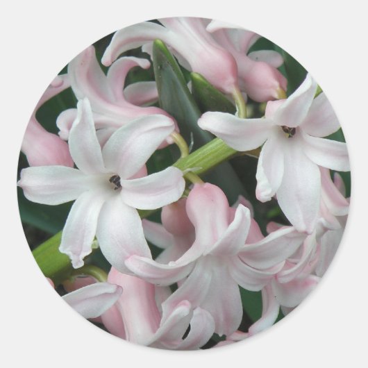 Rond Sticker Hyacinths (Devant)