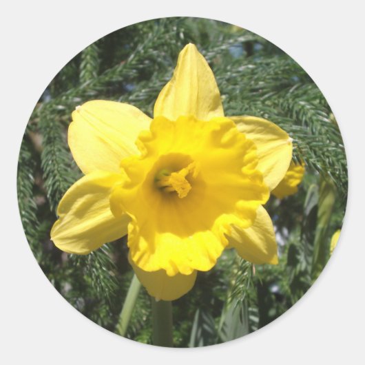 Rond Sticker Jaune Daffodique (Devant)