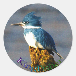 Rond Sticker Kingfisher Bird Wildlife