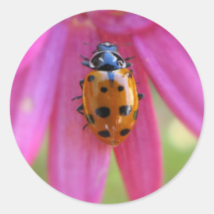 Rond Sticker Ladybug