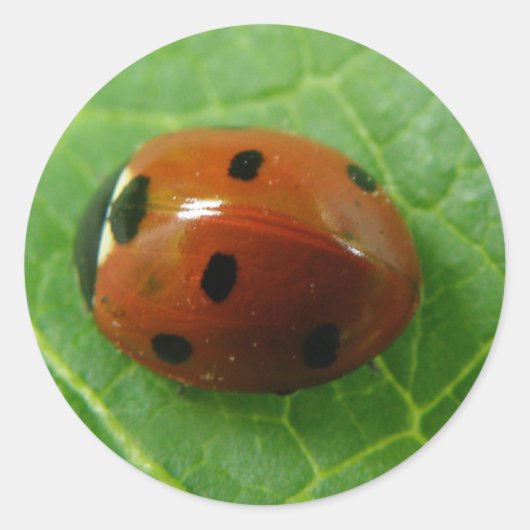 Rond Sticker Ladybug (Devant)