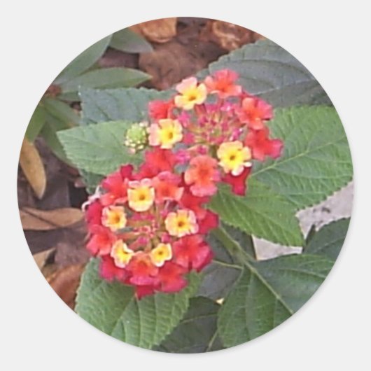 Rond Sticker Lantana Blooms (Devant)