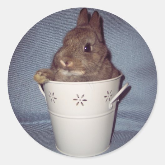 Rond Sticker lapin Bunny (Devant)