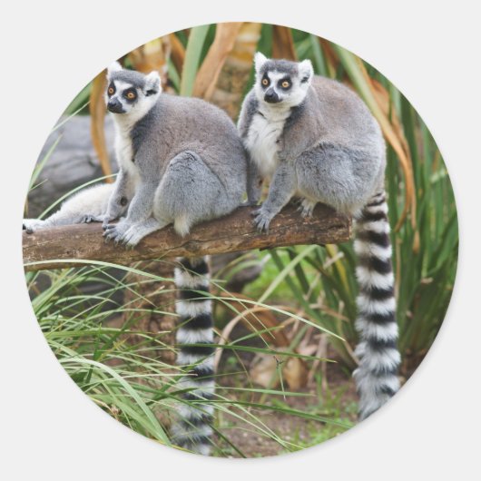 Rond Sticker Lemurs (Devant)