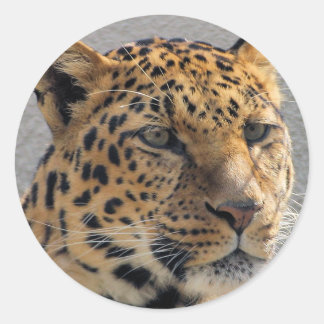 Rond Sticker Leopard