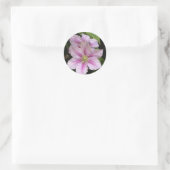 Rond Sticker Lily rose (Clematis) (Sac)