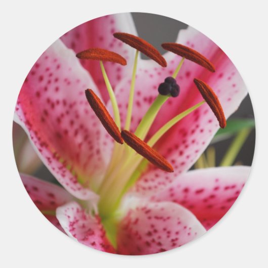 Rond Sticker Lily Stargazer (Devant)