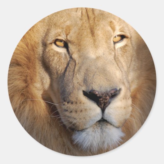 Rond Sticker Lion Images (Devant)