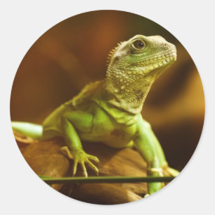 Rond Sticker Lizard Vert
