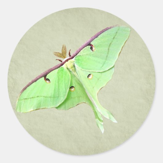 Rond Sticker Luna Moth (Devant)