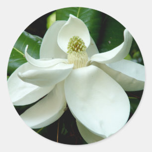 Rond Sticker Magnolia Bloom