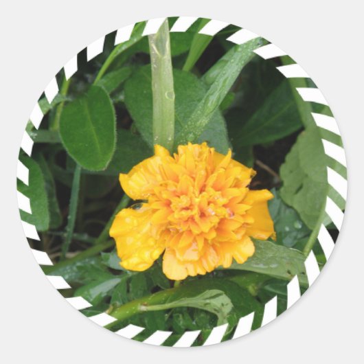 Rond Sticker Marigold jaune (Devant)