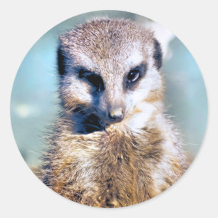 Rond Sticker MEERKAT