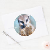 Rond Sticker MEERKAT (Enveloppe)