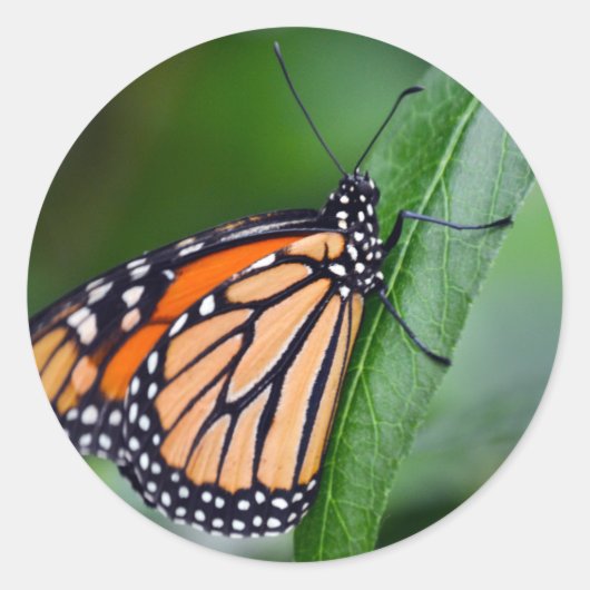 Rond Sticker Monarch (Devant)