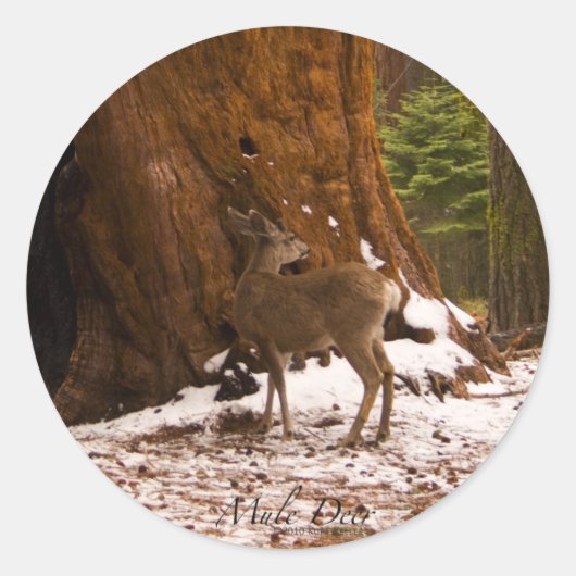 Rond Sticker Mule Deer (Devant)