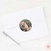 Rond Sticker Norwich Terrier (Enveloppe)