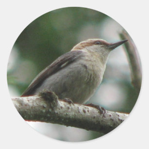 Rond Sticker Nuthatch à tête Brown