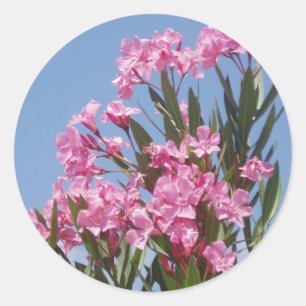 Rond Sticker Oleander