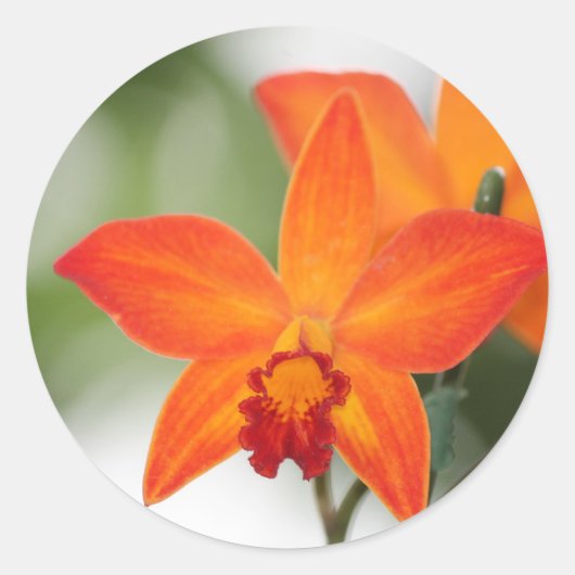 Rond Sticker Orange Orchid (Devant)