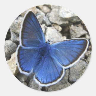 Rond Sticker papillon