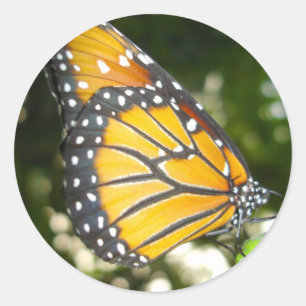 Rond Sticker papillon Monarque