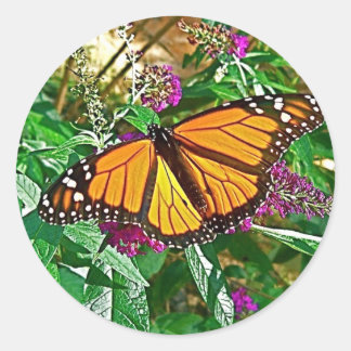 Rond Sticker papillon Monarque