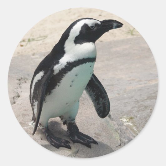 Rond Sticker Penquin (Devant)