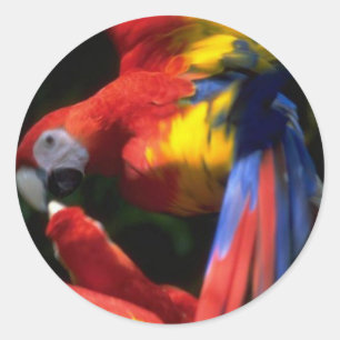 Rond Sticker Perroquets En Amour
