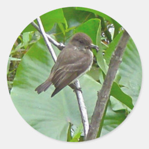 Rond Sticker Phoebe Flycatcher